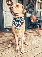 Load image into Gallery viewer, Black &amp; White Cow Print Scrunchie Dog Bandana
