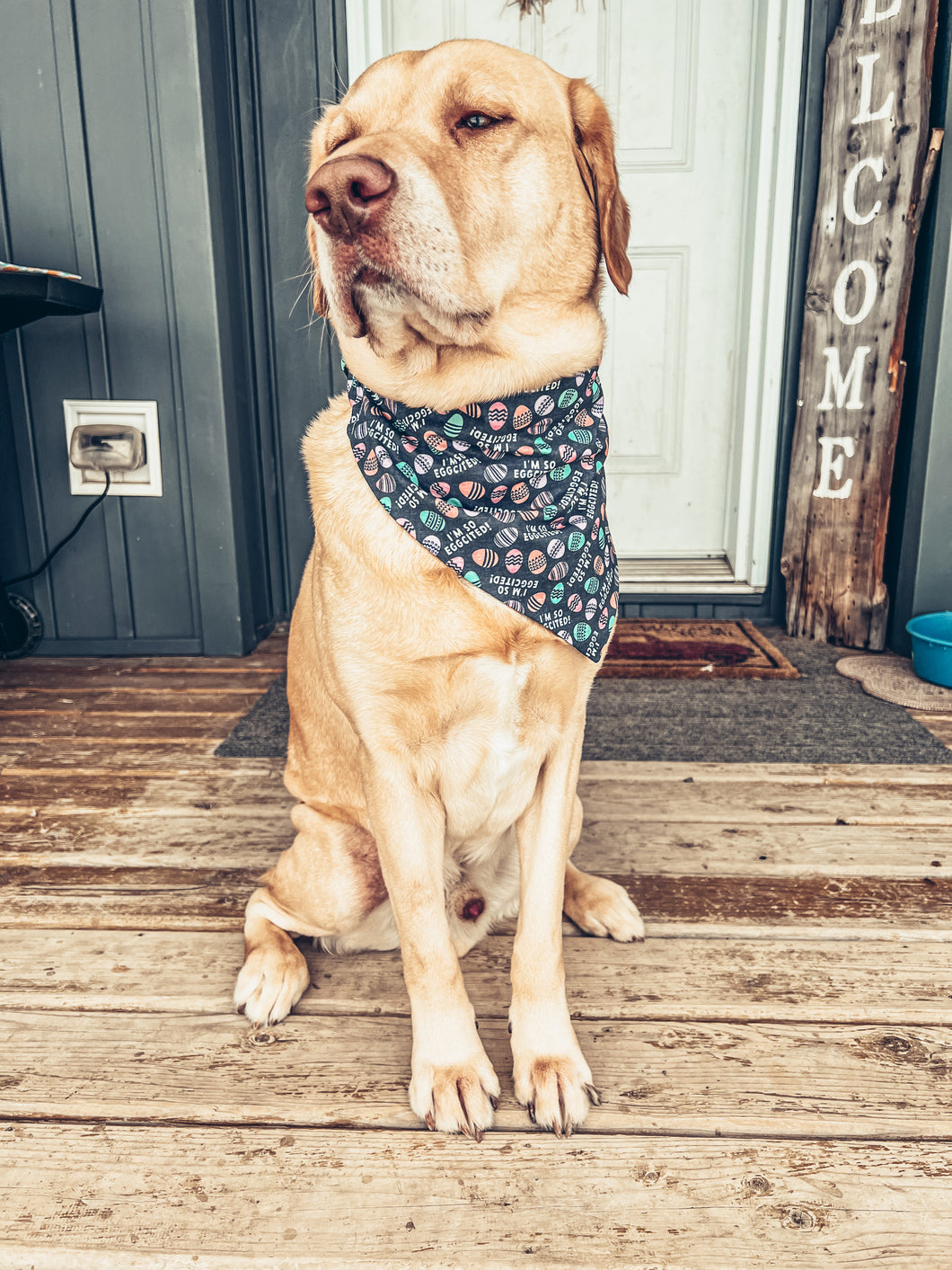I'm So Eggcited Scrunchie Dog Bandana