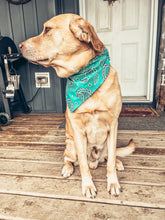 Load image into Gallery viewer, Turquoise Paisley Scrunchie Dog Bandana
