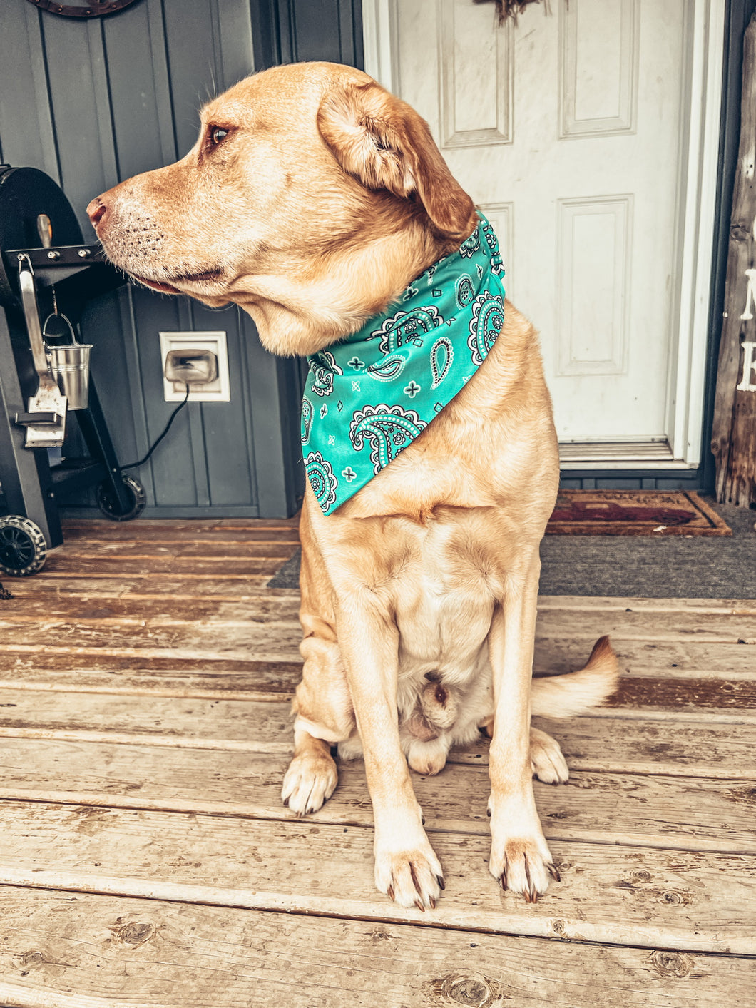 Turquoise Paisley Scrunchie Dog Bandana